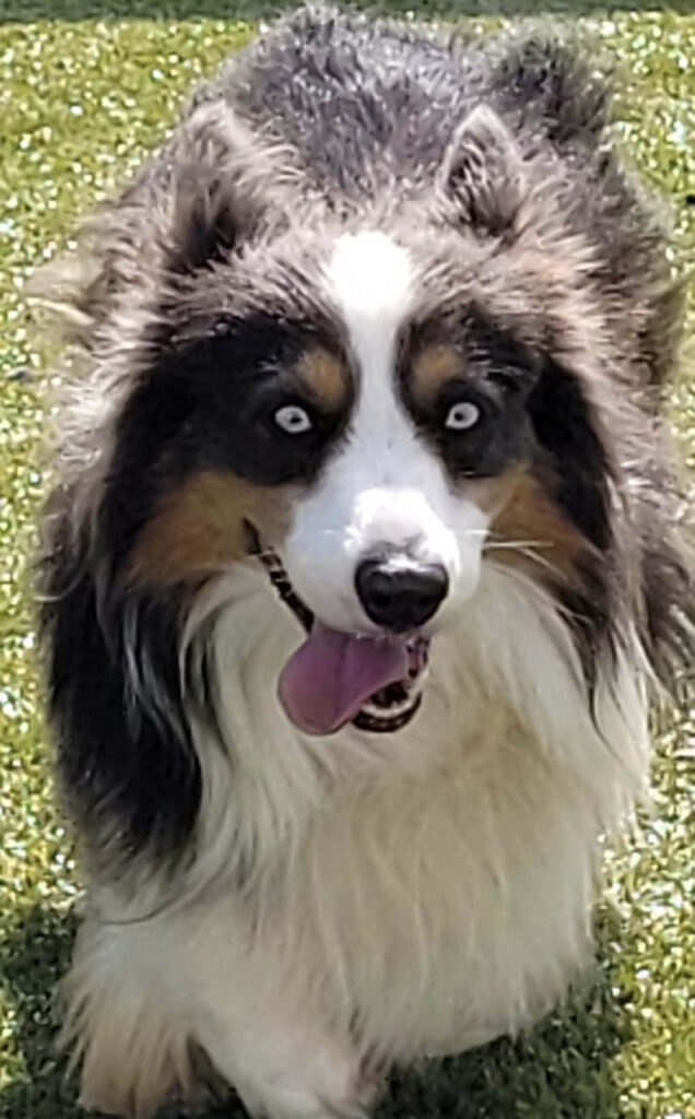 K9Grass Northeast Indiana