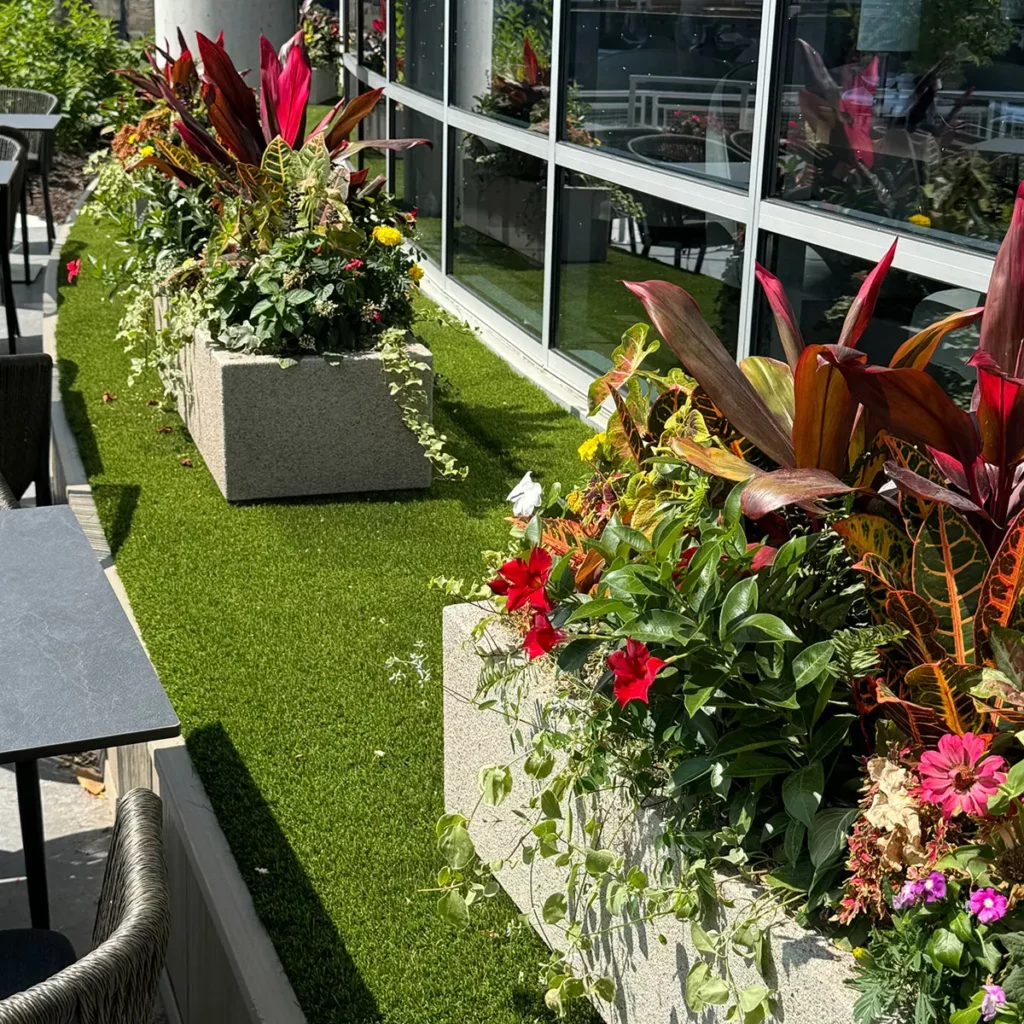 Artificial turf terrace with concrete planters overflowing with tropical foliage, crotons, hibiscus, and colorful annuals beside glass building facade.