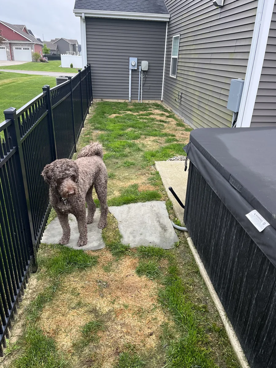 Artificial grass for dogs